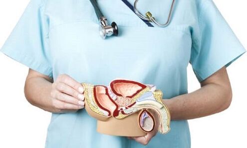 Modell des männlichen Urogenitalsystems und Behandlung von Prostatitis